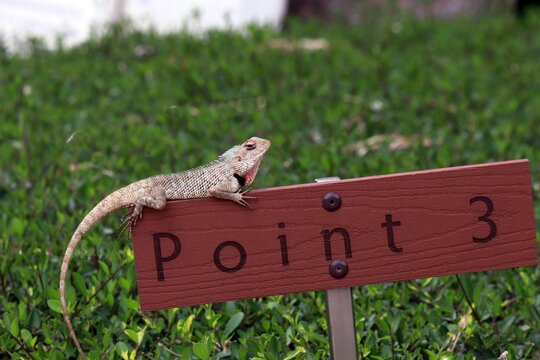 Calotes, the oriental garden lizard, resting on a garden-post, not caring for the camera.
