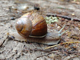 Garden snail with a shell moving on wet ground.