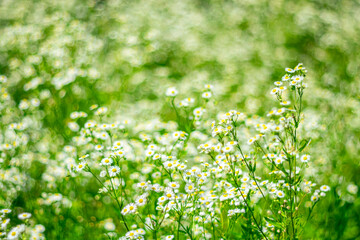 Summer background with daisies on a blurred background.