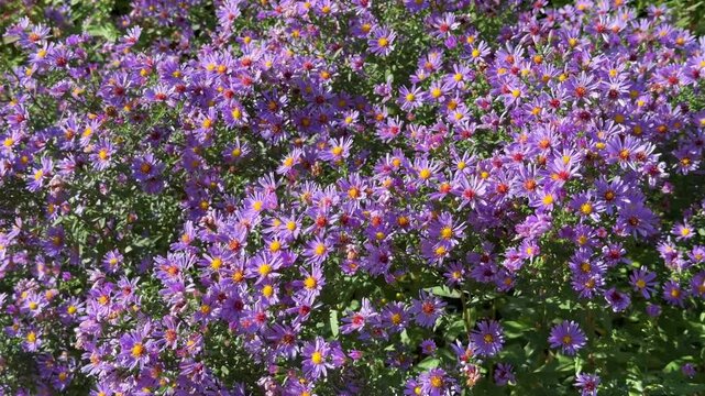 A lush, dense carpet of purple asters in full bloom under the bright sun, providing a vibrant, colourful display of late-season nature and flora.