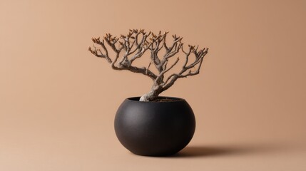 Elegant bonsai tree in modern black pot against a minimalist background showcasing natural beauty and tranquility