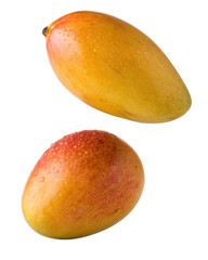 Two fresh ripe sweet mango fruit. Delicious juicy yellow and red tropical food floating. refreshing healthy snack isolated on background