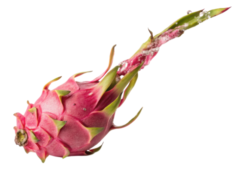 Vibrant exotic dragon fruit fresh and healthy. pink tropical pitaya fruit with green scale, isolated food on transparent background