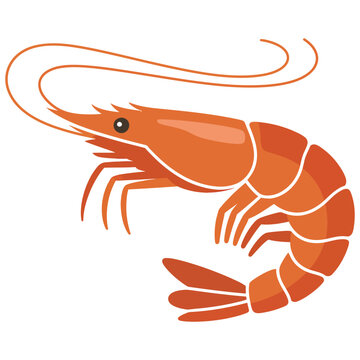 shrimp on white background