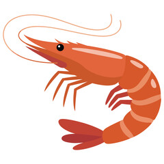 shrimp on white background