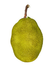 Big Indian Organic Jack fruit Isolated on white background, Kerala, Tamil Nadu , Karnataka green jack fruit, Grown in the hill stations.