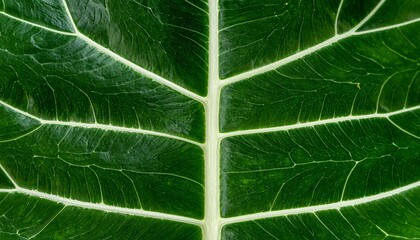 Obraz premium Green Leaf Macro Close-Up Detail Plant Veins Foliage Nature Background Botanical View