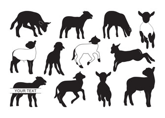 show lamb #2 vector, show lamb Clipart, show lamb silhouette	