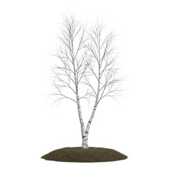 Bare birch tree isolated on transparent background