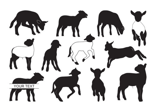 show lamb #2 vector, show lamb Clipart, show lamb silhouette	