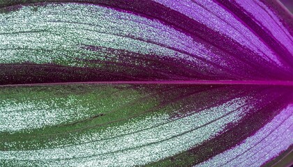Obraz premium Shiny Wandering Jew Leaf Close Up Texture Vibrant Stripes Surface