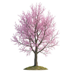 Obraz premium A blooming cherry blossom tree isolated on transparent background
