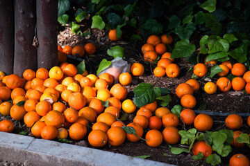 Oranges on the ground. Summer time