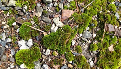 Fototapeta premium Mossy Ground Cover with Rocks Gravel Surface Texture Woodland Environment Backdrop