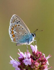 Side view of a small butterfly with blue wings resting on a purple flower