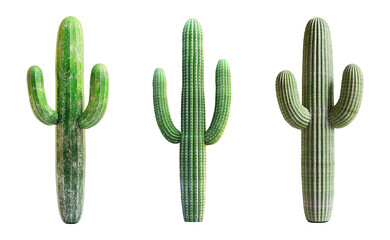 Set of green cactus plant isolated on transparent background