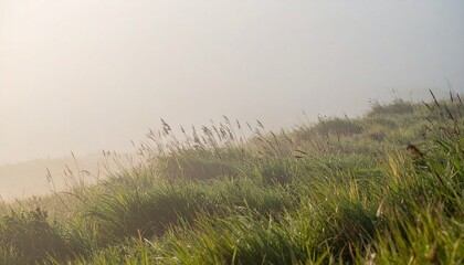 Obraz premium Grassy Hillside Whispers Serenity: Foggy Landscape with Wild Grasses
