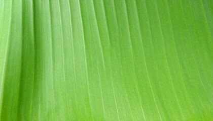 Green Banana Leaf Texture Macro Detailed Close Up Freshness Nature Tropical Background
