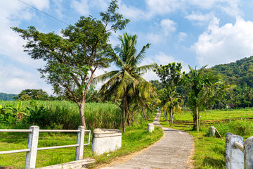 Tropical Countryside Road with Palm Trees and Green Rice Fields under Bright Blue Sky