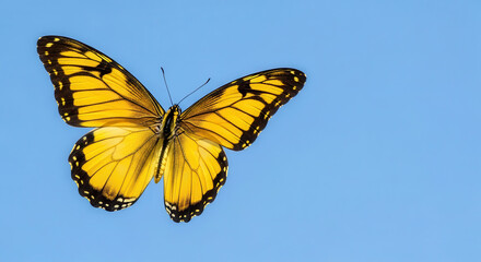 Fototapeta premium Vibrant yellow butterfly with intricate black patterns gracefully flutters against a clear blue sky, showcasing its delicate wings in a natural setting, symbolizing beauty and transformation