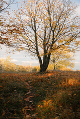 Fototapeta premium Autumn landscape with trees, fallen leaves, and a dirt path in golden sunlight during fall season