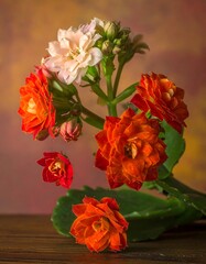 Vivid, colorful flowers with multiple blooms, on a dark wood surface