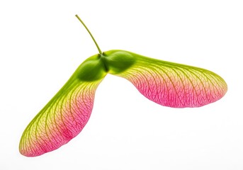 Single maple seed pod with pink wings isolated on white background