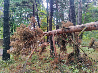 An autumn forest. The damp ground is covered with dried brown leaves. The trunk and branches of a dried coniferous tree have fallen to the ground. Tree trunks and bushes are in the background. © Michael