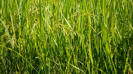 Beautiful rice paddy crops under the afternoon sun-1