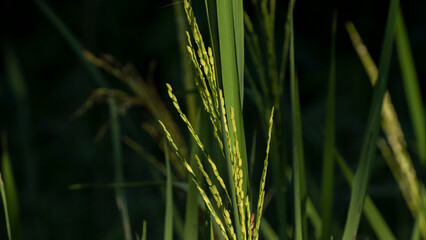 Beautiful rice paddy crops under the morning sun-6