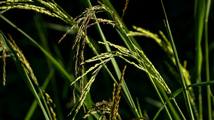 Beautiful rice paddy crops under the morning sun-7