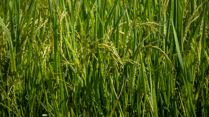 Beautiful rice paddy crops under the afternoon sun-3