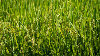 Beautiful rice paddy crops under the afternoon sun-2