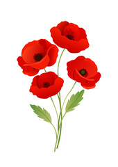 Obraz premium Vibrant Red Poppies Isolated on White Background