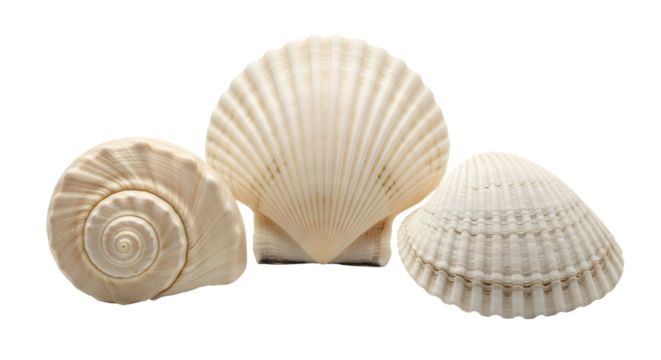 Elegant collection of seashells featuring a scallop shell, a spiral shell, and a clam shell with intricate details for a coastal aesthetic, perfect for designs