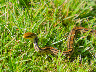 日向ぼっこをするシマヘビ 