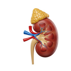 Human kidney anatomy model isolated on transparent background