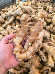 Hand Selecting Fresh Ginger © pixelbleed