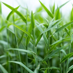 Obraz premium Vibrant green bamboo stalks sway gently in a soft, natural light, creating a serene and tranquil natural backdrop for peaceful contemplation.