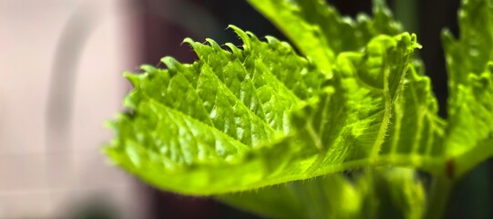Close-up of a vibrant green leaf with intricate details and textures