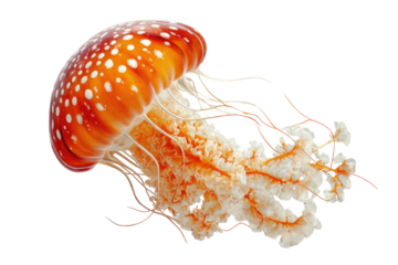 Orange jellyfish with white spots