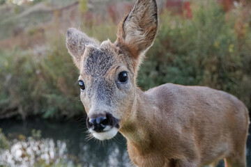 Close-up portrait of a young male roe deer walking toward the camera against the backdrop of a small river and bushy bank on a cloudy autumn evening.