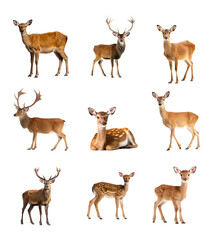 Set aus Reh und Hirsch – isoliert auf weißem Hintergrund, Freisteller, Wildtiere, transparent