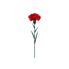 Obraz premium Minimal vector illustration of red carnation flower with green stem and leaves on white background