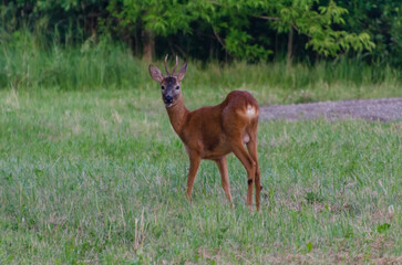 Young roe deer standing on green meadow looking curiously towards camera. Wild deer in natural meadow habitat, calm summer evening, low angle wildlife photo, peaceful nature and animal life concept