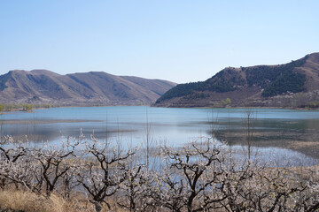 The apricot blossoms by the river bloom