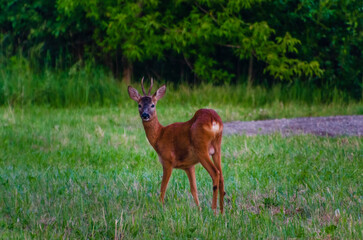 Young roe deer standing on green meadow looking curiously towards camera. Wild deer in natural meadow habitat, calm summer evening, low angle wildlife photo, peaceful nature and animal life concept