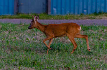 Young roe deer standing on green meadow looking curiously towards camera. Wild deer in natural meadow habitat, calm summer evening, low angle wildlife photo, peaceful nature and animal life concept