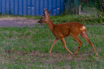 Young roe deer standing on green meadow looking curiously towards camera. Wild deer in natural meadow habitat, calm summer evening, low angle wildlife photo, peaceful nature and animal life concept