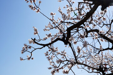 The apricot blossoms by the river bloom